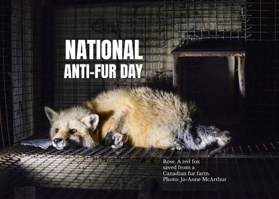 Fur Free