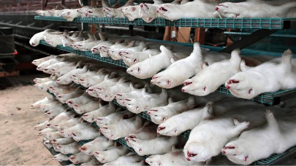 Fur Free