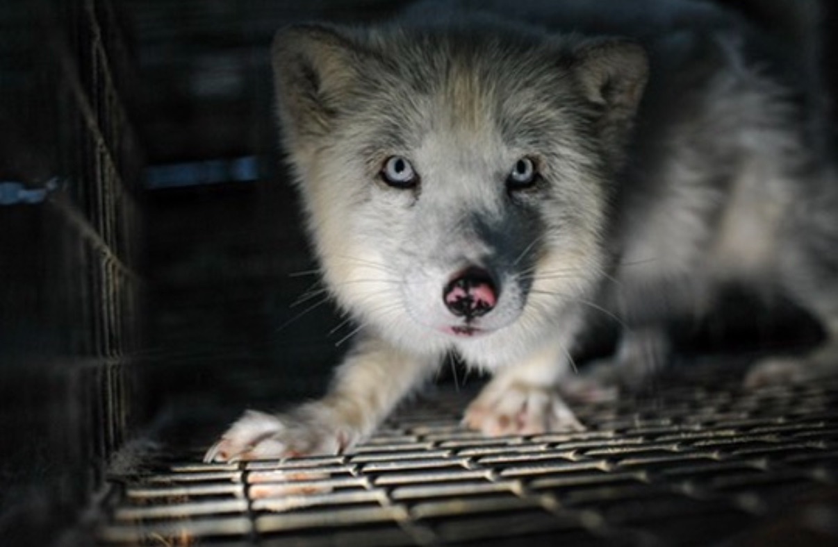 Fur Free