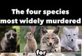 Fur Free