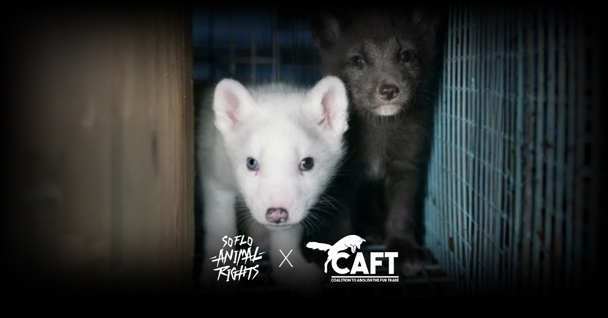 SoFlo Animal Rights
