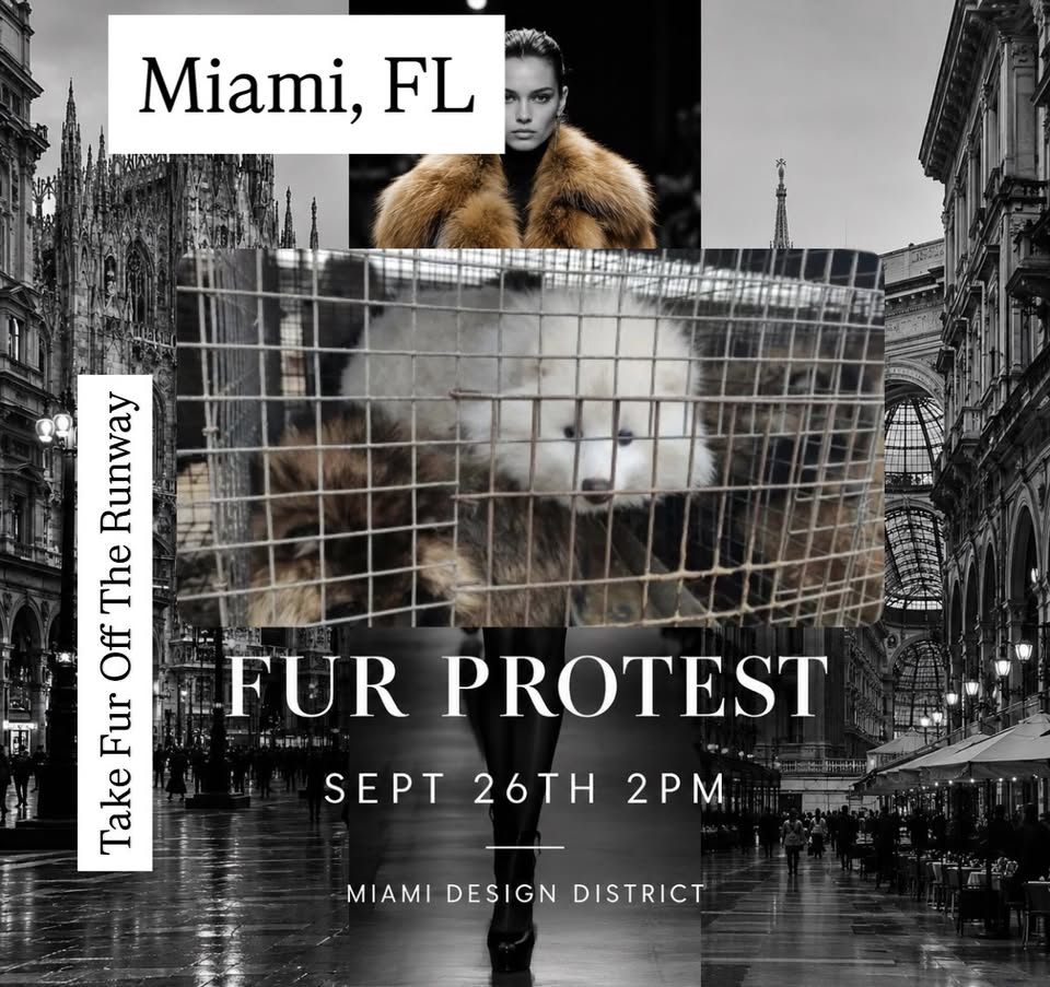 SoFlo Animal Rights