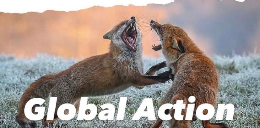SoFlo Animal Rights