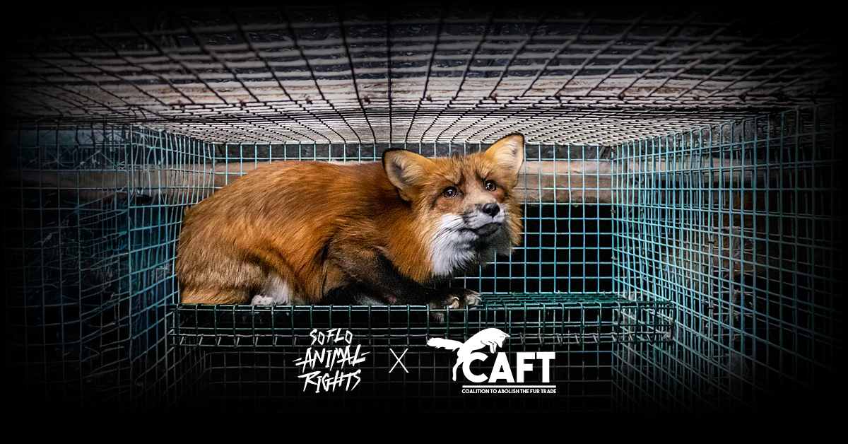SoFlo Animal Rights