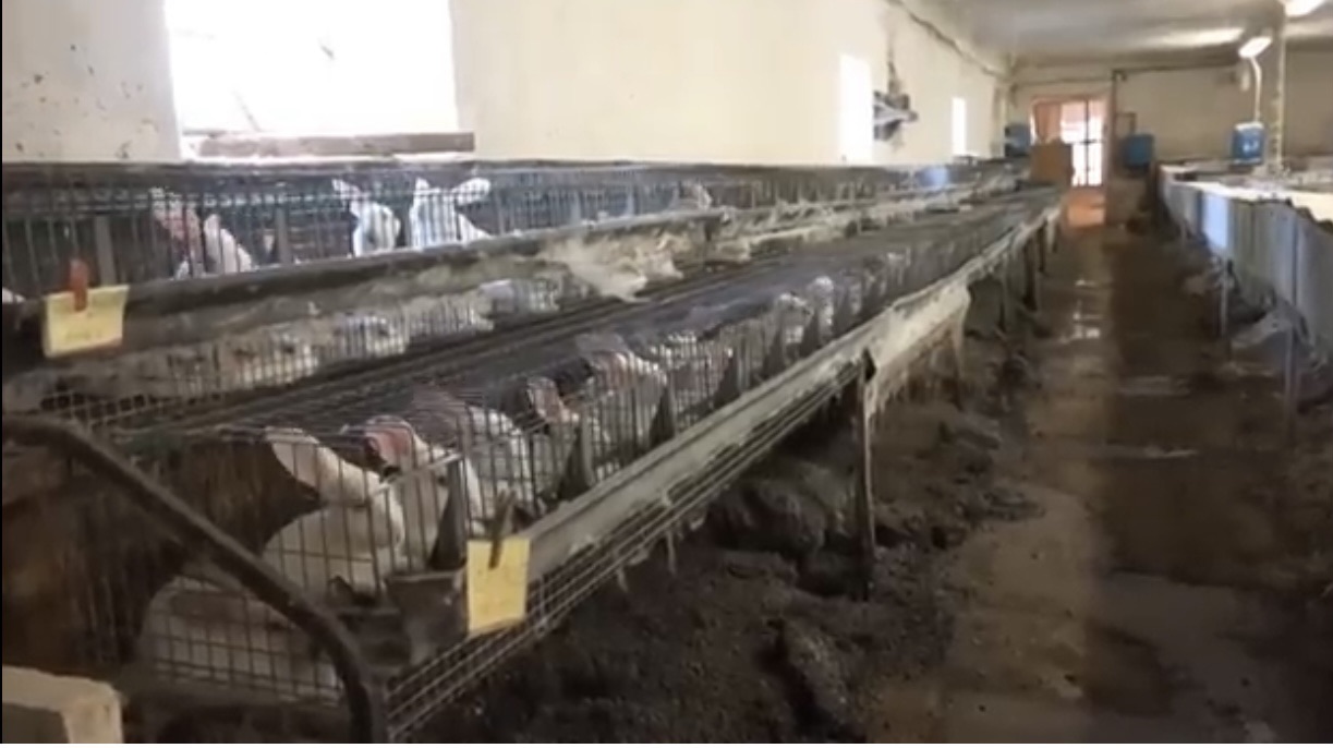 SoFlo Animal Rights