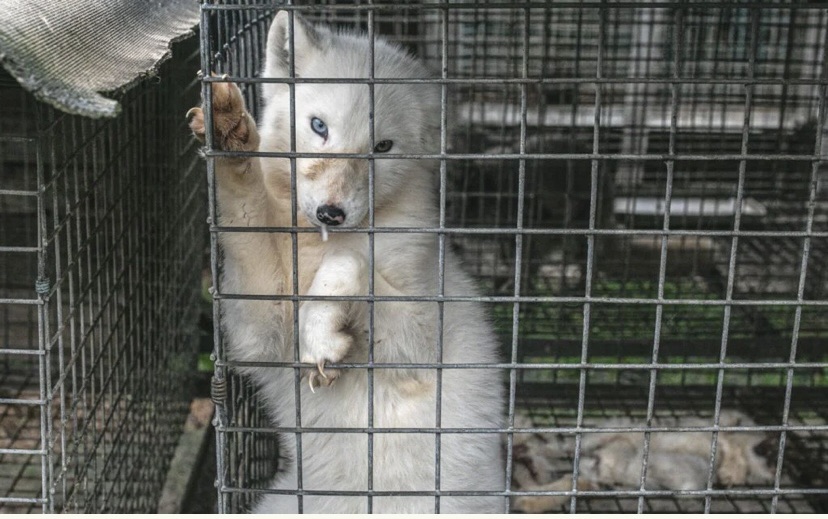SoFlo Animal Rights