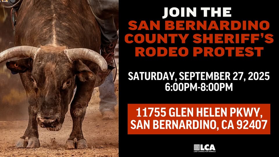 Last Chance for Animals - LCA