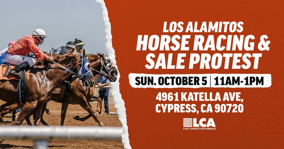 Last Chance for Animals - LCA