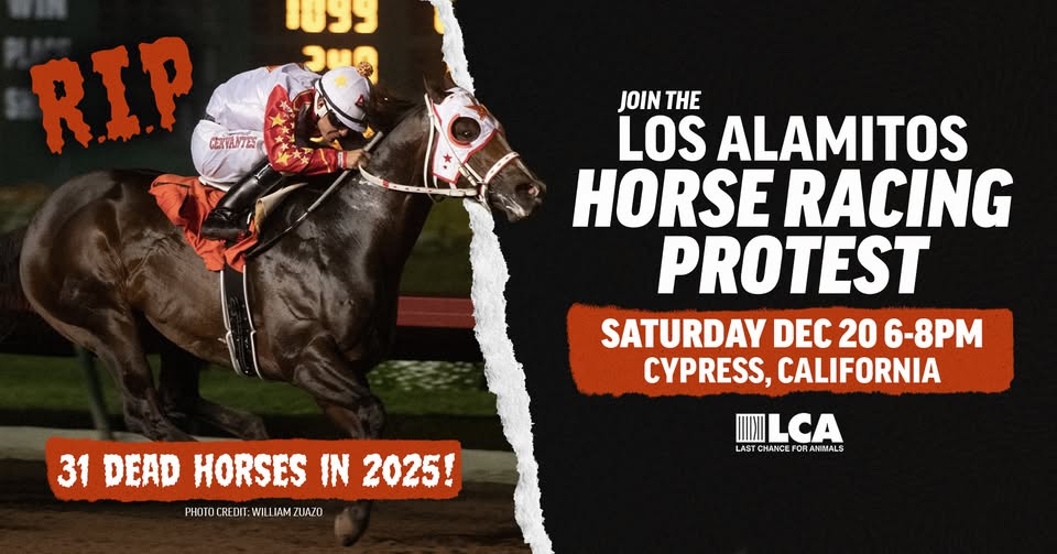 Last Chance for Animals - LCA