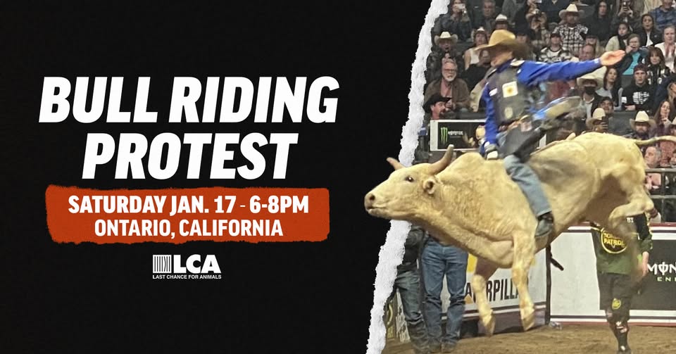 Last Chance for Animals - LCA