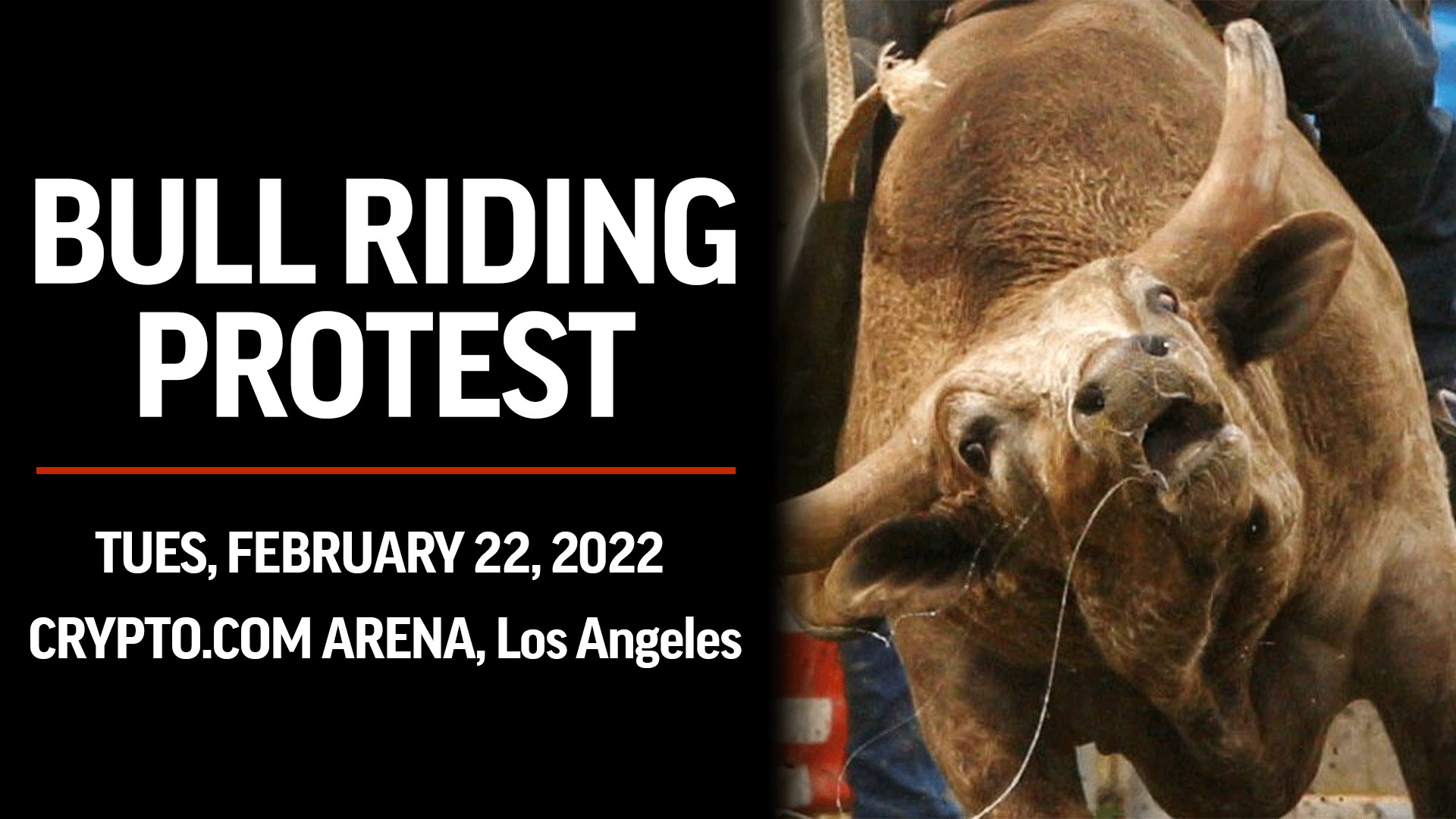 Last Chance for Animals - LCA