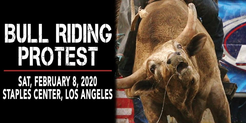 Last Chance for Animals - LCA