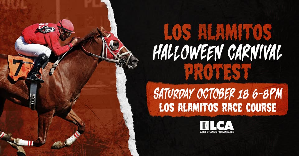 Last Chance for Animals - LCA