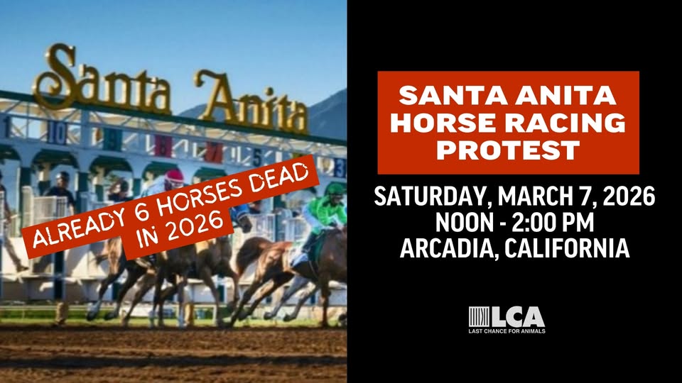 Last Chance for Animals - LCA