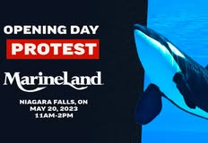 Last Chance for Animals - LCA