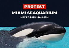 Last Chance for Animals - LCA