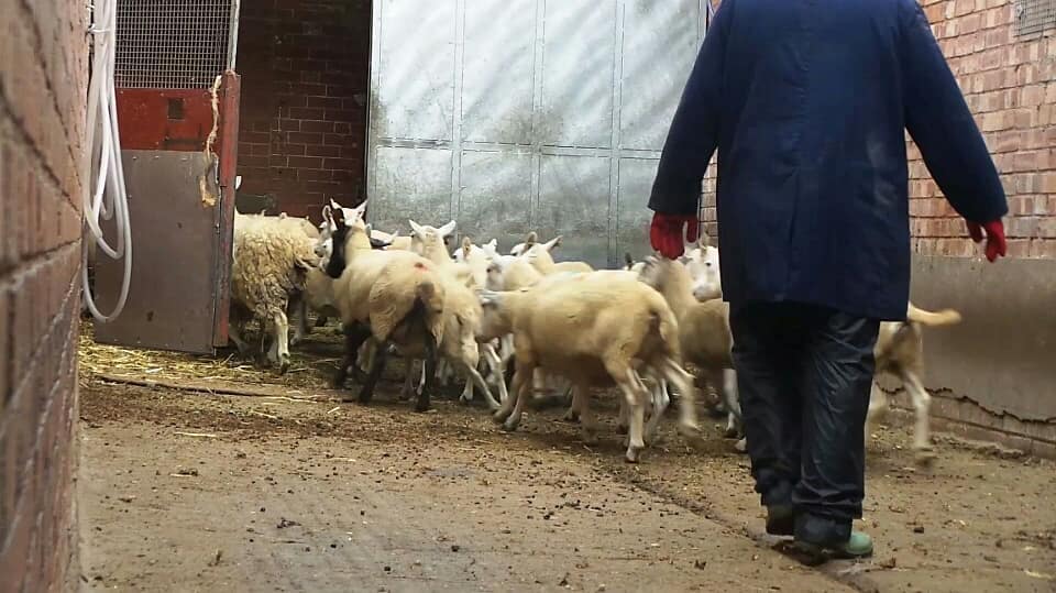 Birmingham Animal Action