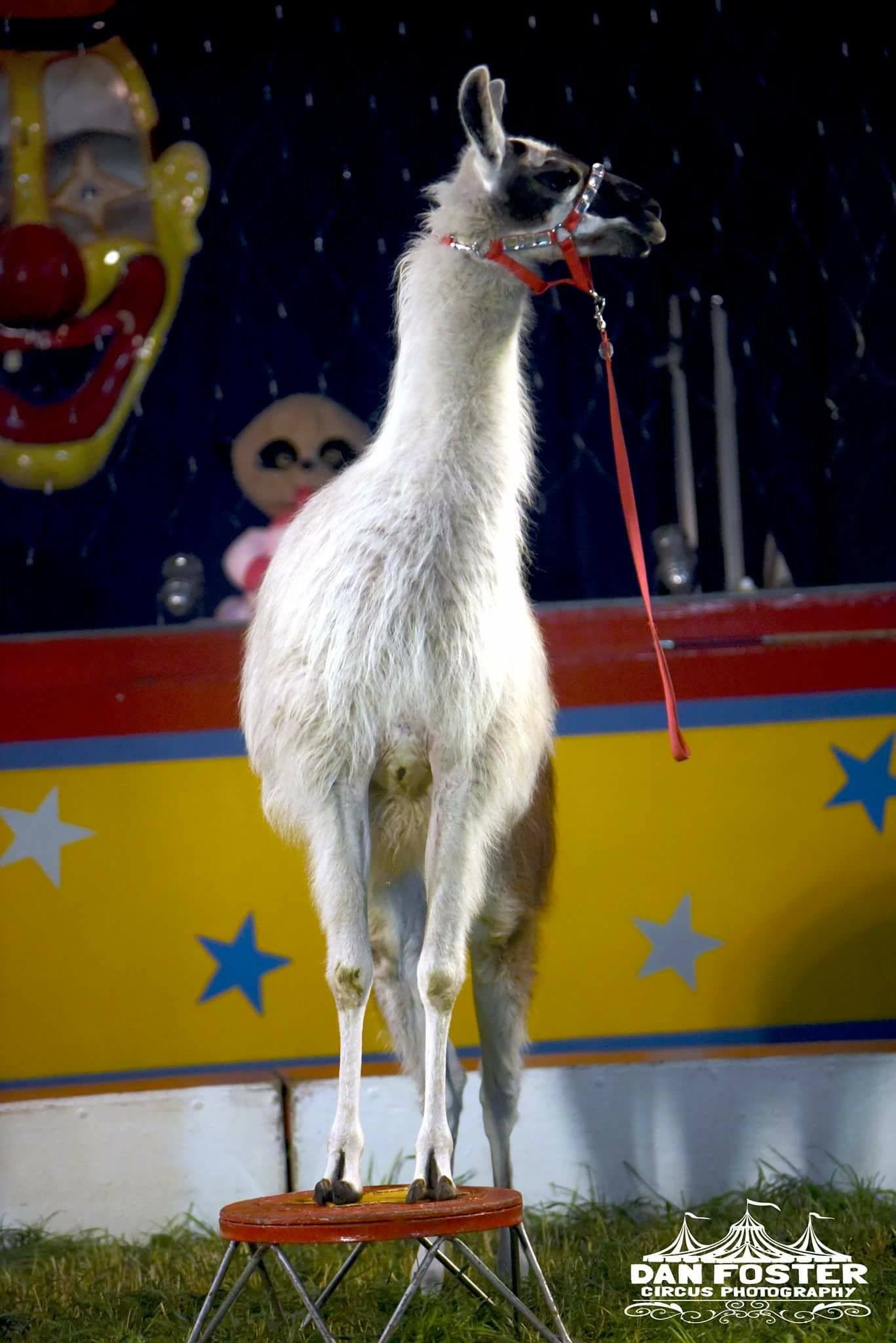 Birmingham Animal Action