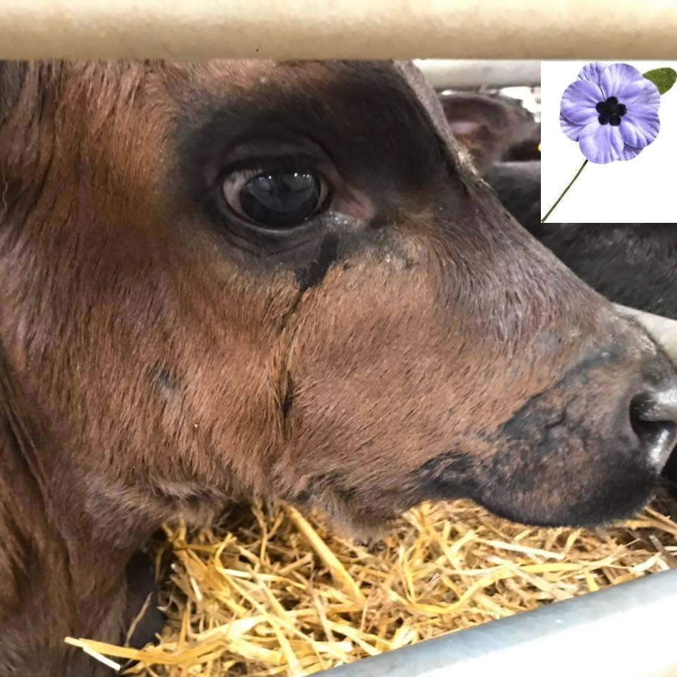 Birmingham Animal Action