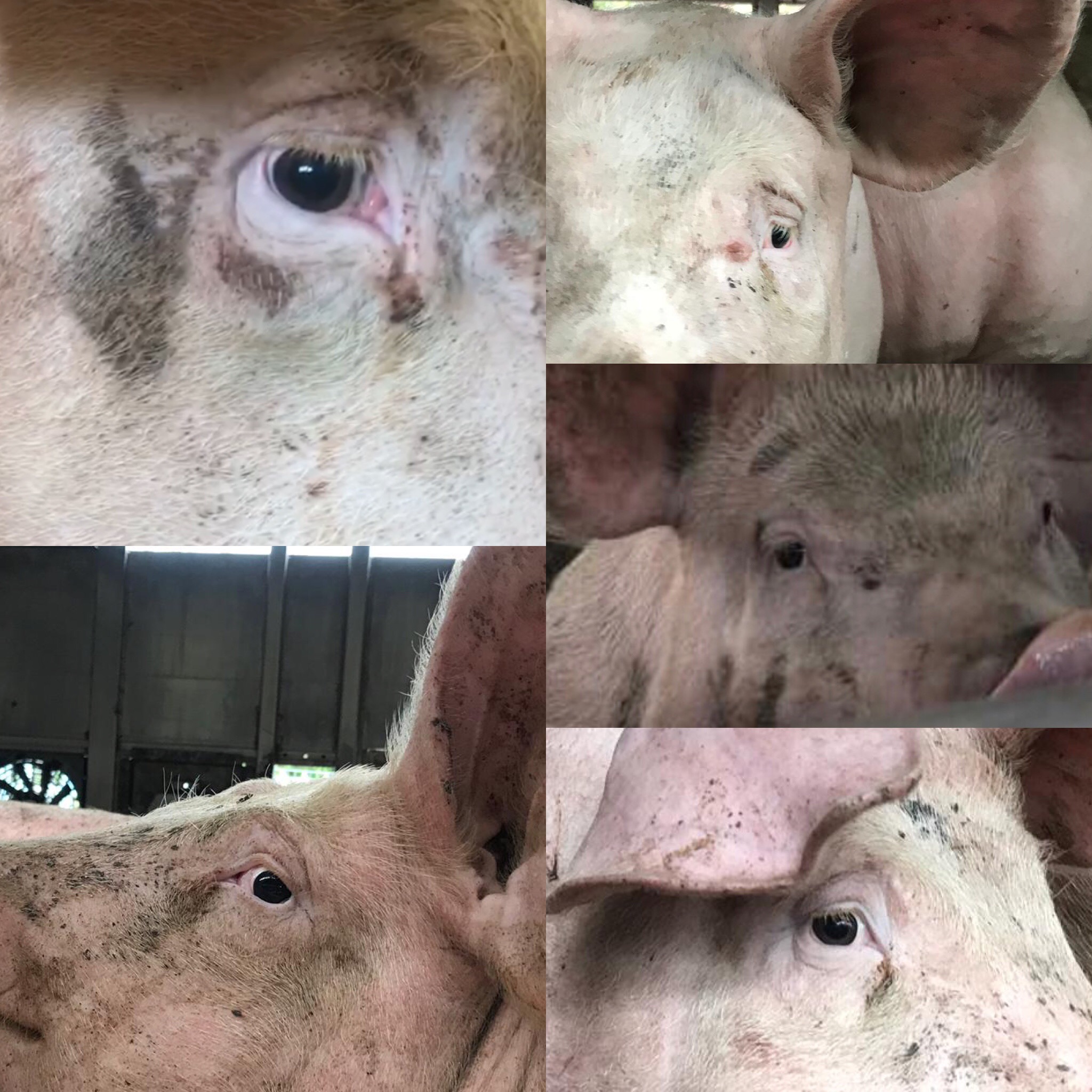 Birmingham Animal Action