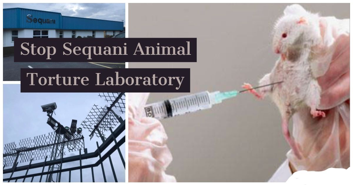 Birmingham Animal Action