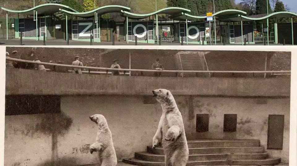 Birmingham Animal Action