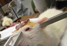 Birmingham Animal Action