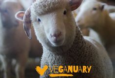 Birmingham Animal Action