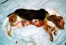 Birmingham Animal Action