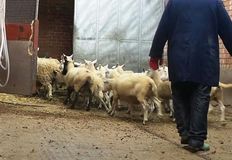 Birmingham Animal Action