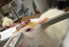 Birmingham Animal Action