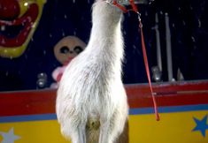 Birmingham Animal Action