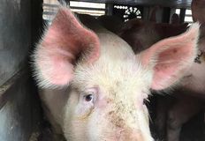 Birmingham Animal Action