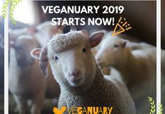 Birmingham Animal Action