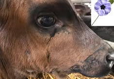 Birmingham Animal Action