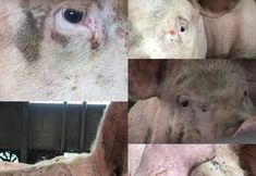 Birmingham Animal Action