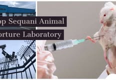 Birmingham Animal Action