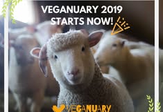 Birmingham Animal Action