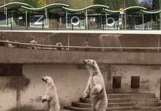 Birmingham Animal Action