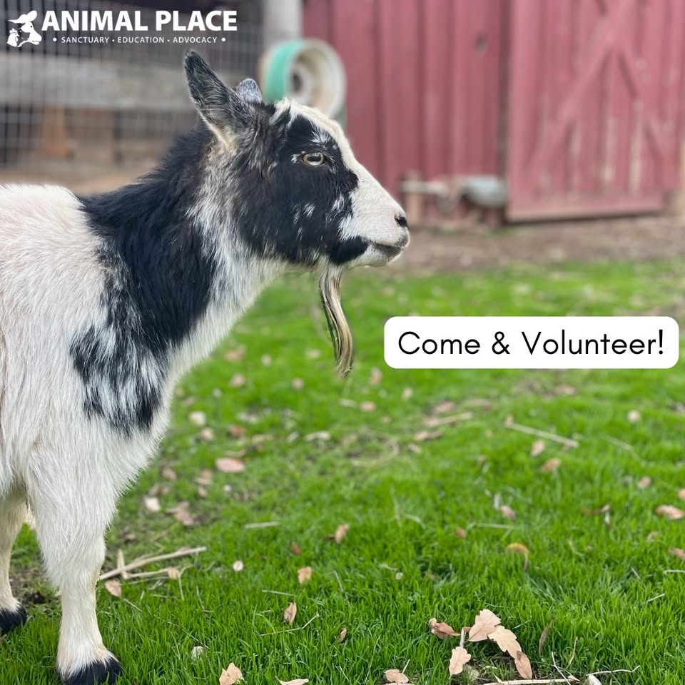 Animal Place