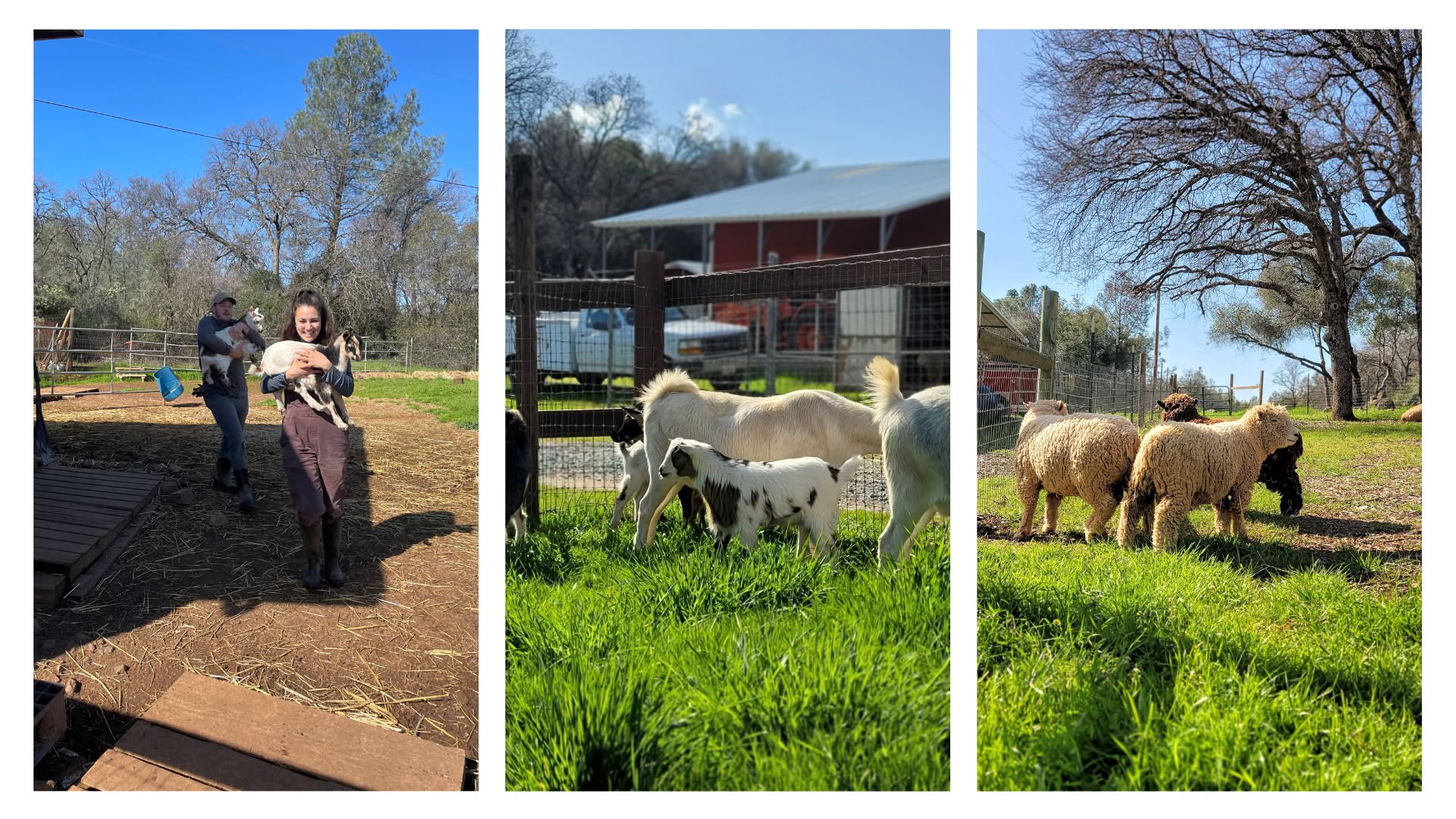 Animal Place