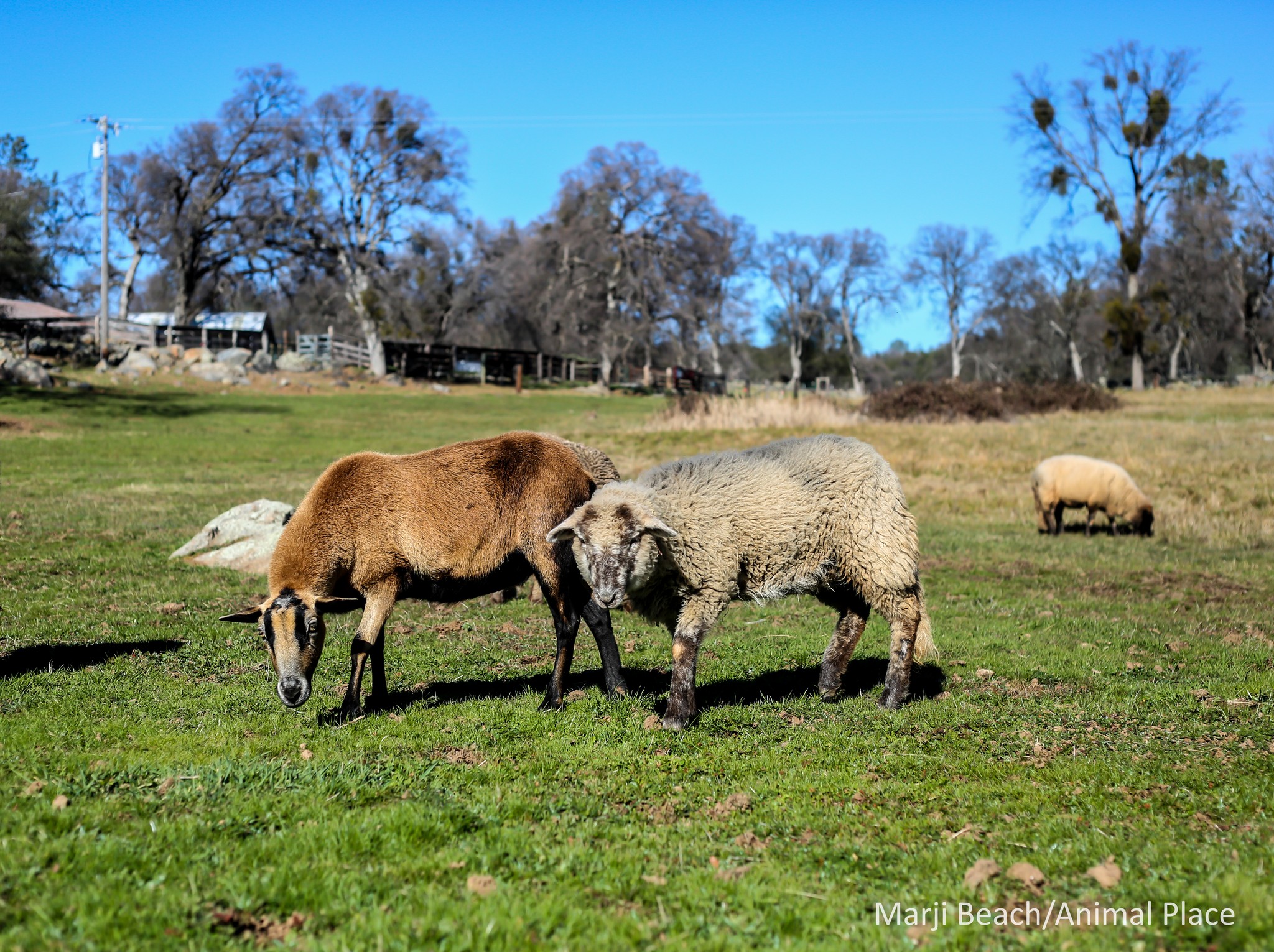 Animal Place