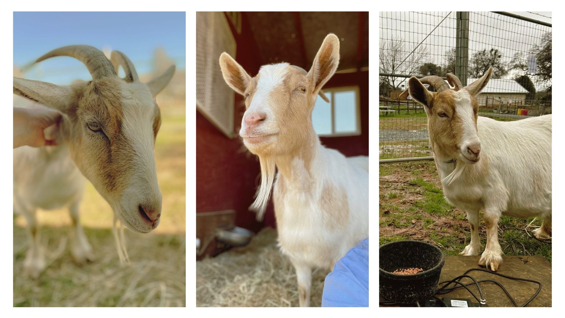 Animal Place