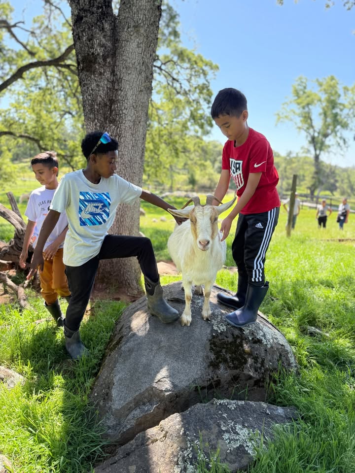 Animal Place