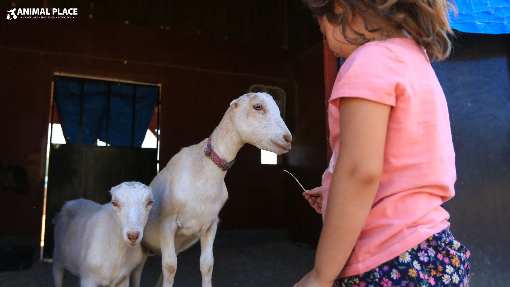 Animal Place