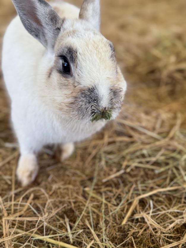 Animal Place
