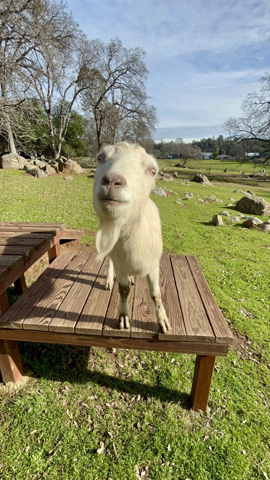Animal Place