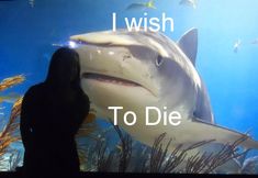 Stop SeaQuest Woodbridge