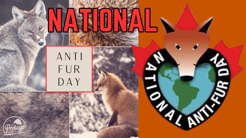 Animal Save Movement