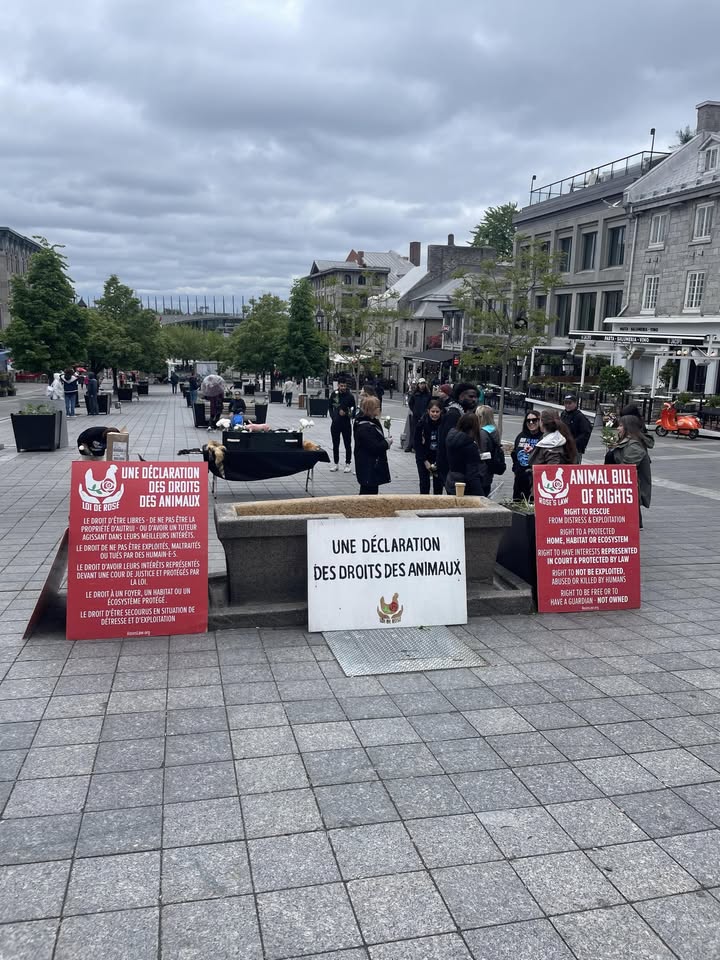 Direct Action Everywhere